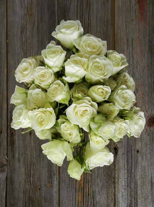 SNOWFLAKE  WHITE SPRAY ROSES